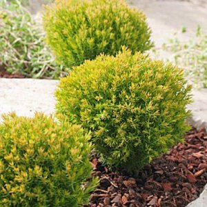 Tuja západná (Thuja occidentalis) ´ANNIEK´, výška 15-20 cm, kont. C5L